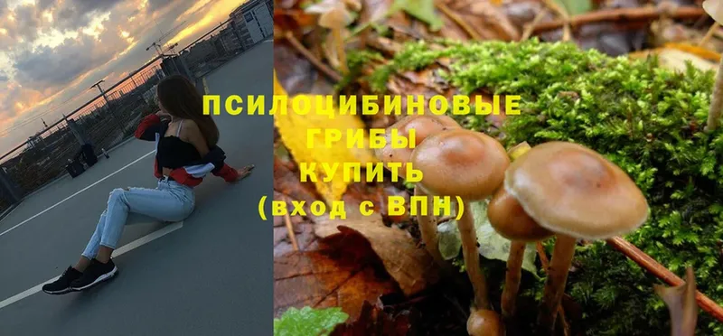 Галлюциногенные грибы MAGIC MUSHROOMS  Почеп 